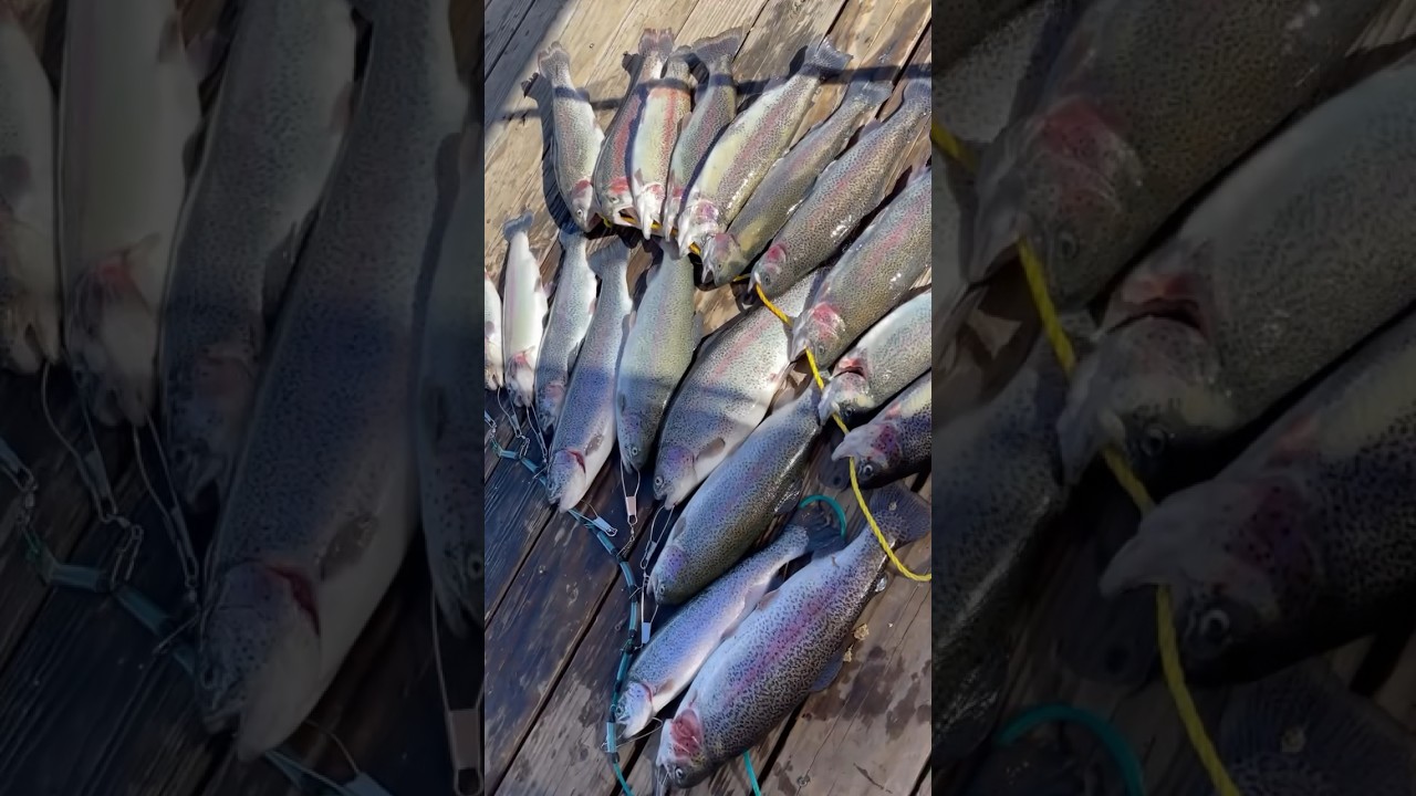 WIDE OPEN BITE @ THE FIN & FEATHER CLUB | LAKE PALMDALE CA| LAS AVENTURAS DEL @valley_angler 🎣🤙🏽