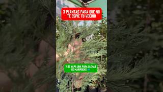 3 plantas para cerco para tapar la vista de tu vecino #cerco #cercovivo #jardines #vecino
