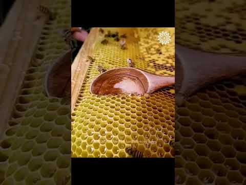شاهد جمال عسل النحل      