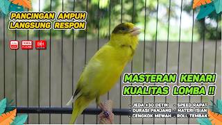 Kenari GACOR NGEREK‼️ Masteran Kenari PAUD dan Pancingan Kenari MACET BUNYI dan Betina NGIWIR -424