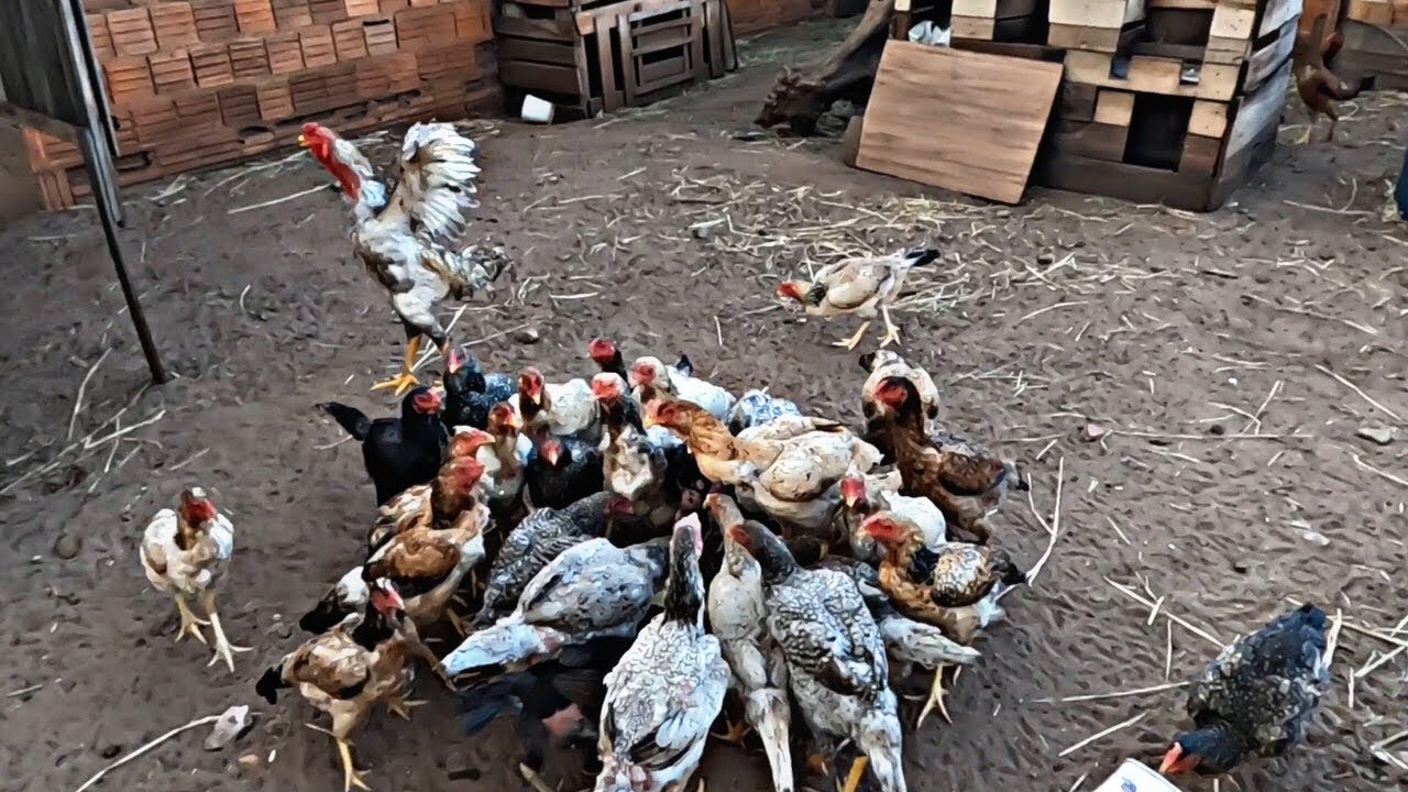 CRIAÇÃO DE GALINHAS CASEIRAS: O MANEJO QUE SALVA SEU LUCRO