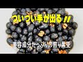 煎り黒豆