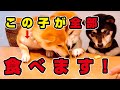 【爆笑】3柴にオヤツをあげようとしたら「お前の物も俺の物」スタイルのジャイアニズムがいて笑ったww