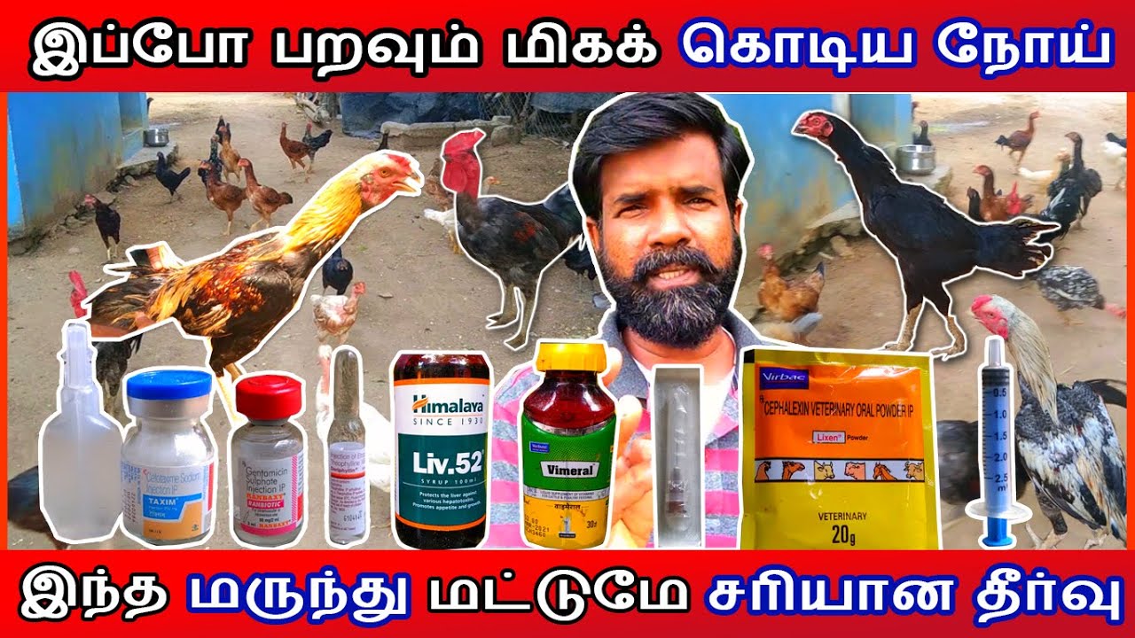 இப்போ பறவும் மிகக் கொடிய நோய் | இந்த மருந்து மட்டுமே சரியான தீர்வு | TAMIL | GUNA NATTUKOZHI PANNAI