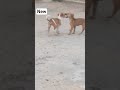 Little puppies playing like their own #new #cute #funny #shorts #dog #viral #trendingshorts #pets