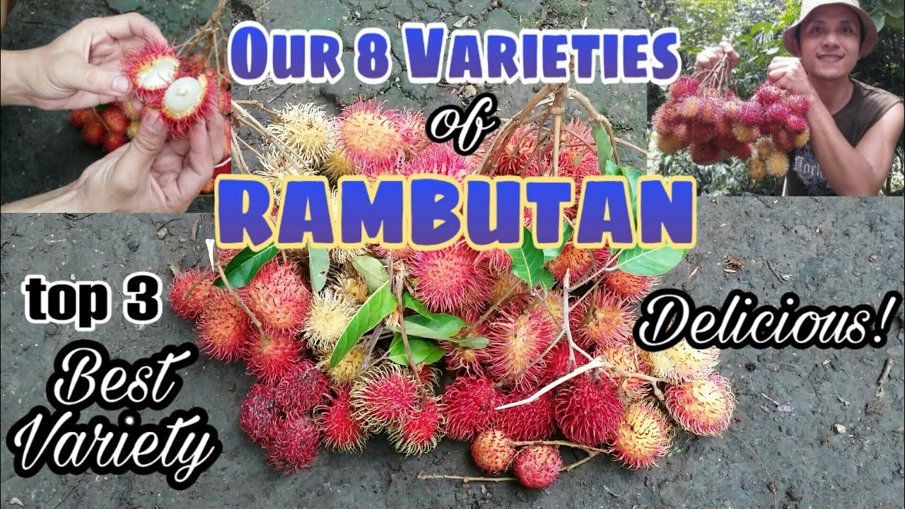 HARVESTING OUR 8 VARIETIES OF RAMBUTAN YouTube