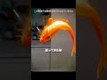 この魚は命をかけて赤ちゃんを守った 🐟😢
