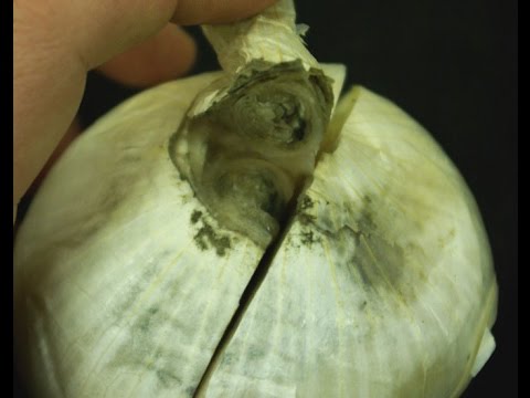 Video: Onion Neck Rot