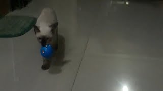 Cute siamese cat playing fetch the ball