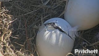Celebrity SWFL Eagles  ~ I Saw You Dancing, E12! Welcome; We Love You! Profile
