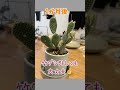 【倒れたサボテン...復活劇🌵】#家庭菜園 #再生栽培 #観葉植物 #shorts #ガーデニング初心者 #にわはた #植物 #バニーカクタス