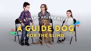 kids meet a guide dog for the blind ethan helena kids meet hiho kids