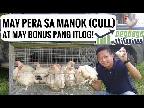 Video: Paano Magsimula sa Isang Negosyo sa Pagsasaka ng Manok (na may Mga Larawan)