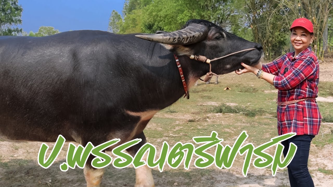 ป้าพรรณตรีควายงาม #ขายควายยกคอก ป.พรรณตรีฟาร์ม อ.โพนทอง จ.ร้อยเอ็ด โทร 086-889-0453