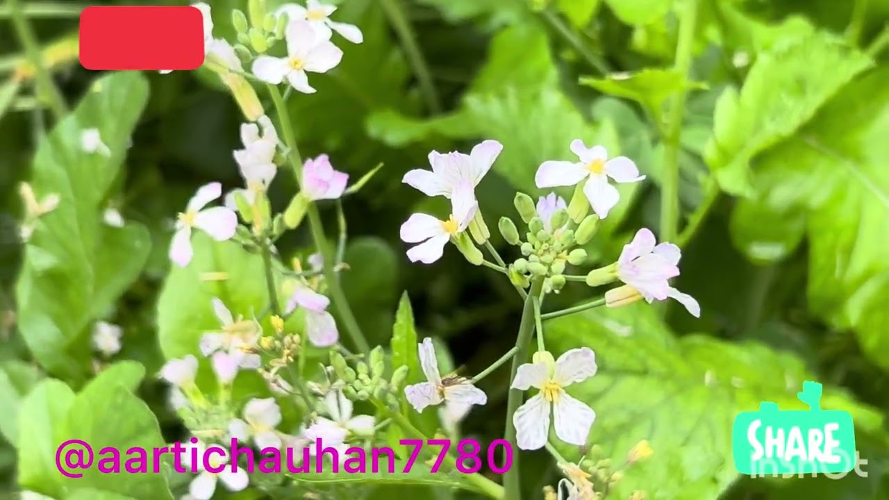 #vegetables plants 🌱#flowers with #naturesounds #nature #beauty #myvlog🥰