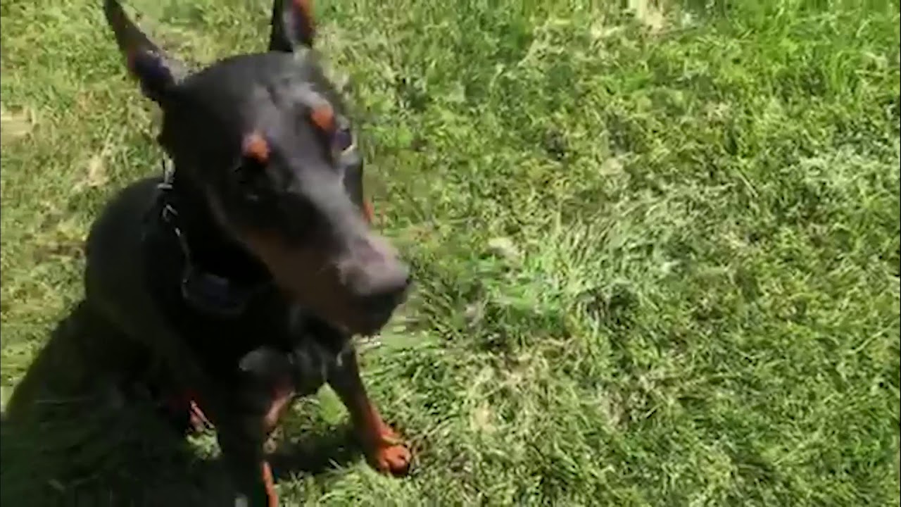 Chicago Dog Trainer: Come When Called