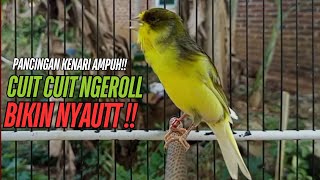 SUARA Kenari GACOR PANJANG Pancingan & masteran Kenari Paud AGAR gacor AMPUH Kenari MACET bunyii