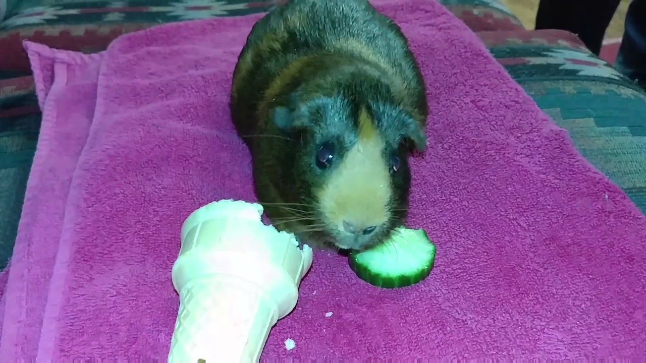 Guinea Pig 'Willow' Eating a Cone YouTube
