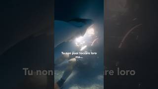 Mi Piace Come Mi Baciano Le Mante