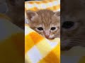 #cat #kitten #cute