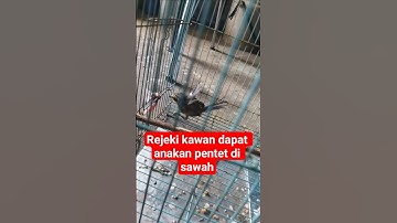 Alhamdulillah #hunting #senapanbocap #burungsniper #berburu #birds #shots #wildlife #nature #snipe