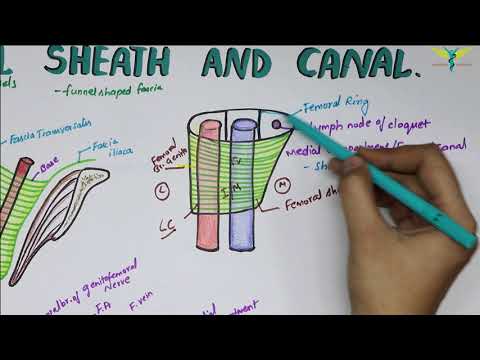 3 boundaries of the femoral triangle - YouTube