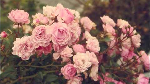 سورة الناس بصوت القارئ نبيل الرفاعي