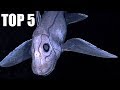 TOP 5 - Dalších nejděsivějších stvoření žijících v hlubokých vodách