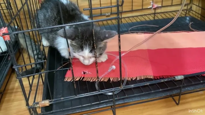 treatment FPV cat with fluid and antibiotic injection