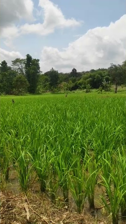 SUARA ANGIN DI SAWAH