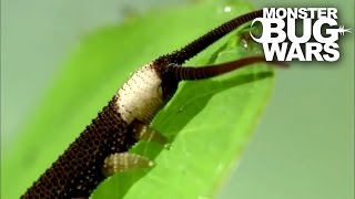 Harvestman vs Velvet Worm | MONSTER BUG WARS