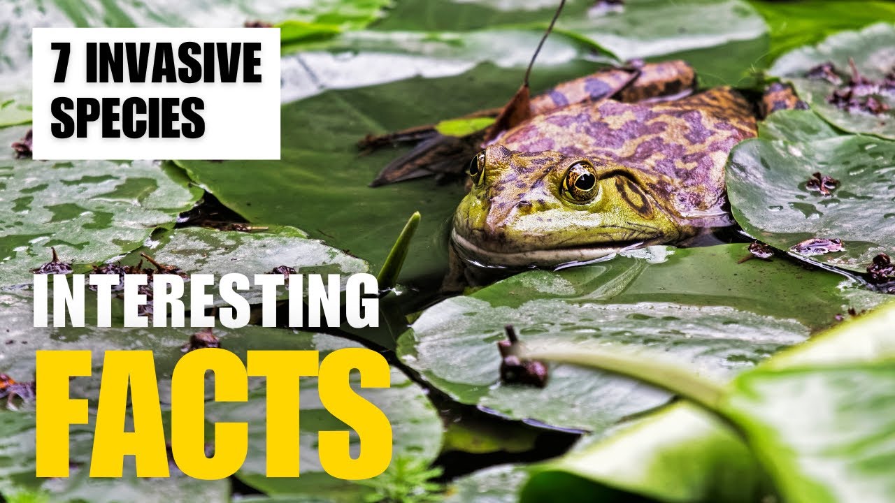 Invasive Species That Would Destroy the Amazon Rainforest | Interesting ...