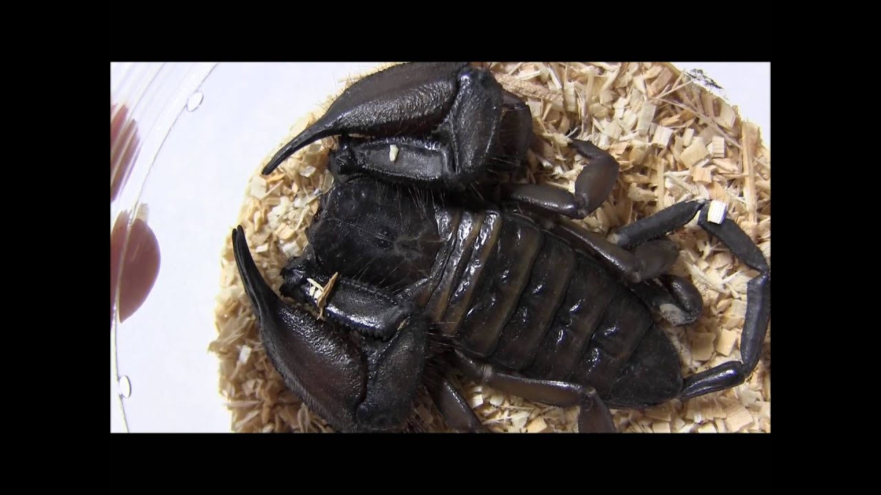 stingers African Flat Rock Scorpion