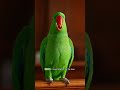 Objection to Boredom 🦜⚖️😂#FunnyParrot #CourtroomComedy #ViralShorts