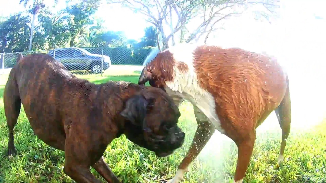 Crazy Boxer Dogs Episode 19 Destroy all Sprinklers YouTube