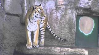アムールトラの屋内入り~~Amur Tiger