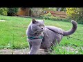 British Shorthair Cat On A Garden Exploration Mission の動画、YouTube動画。