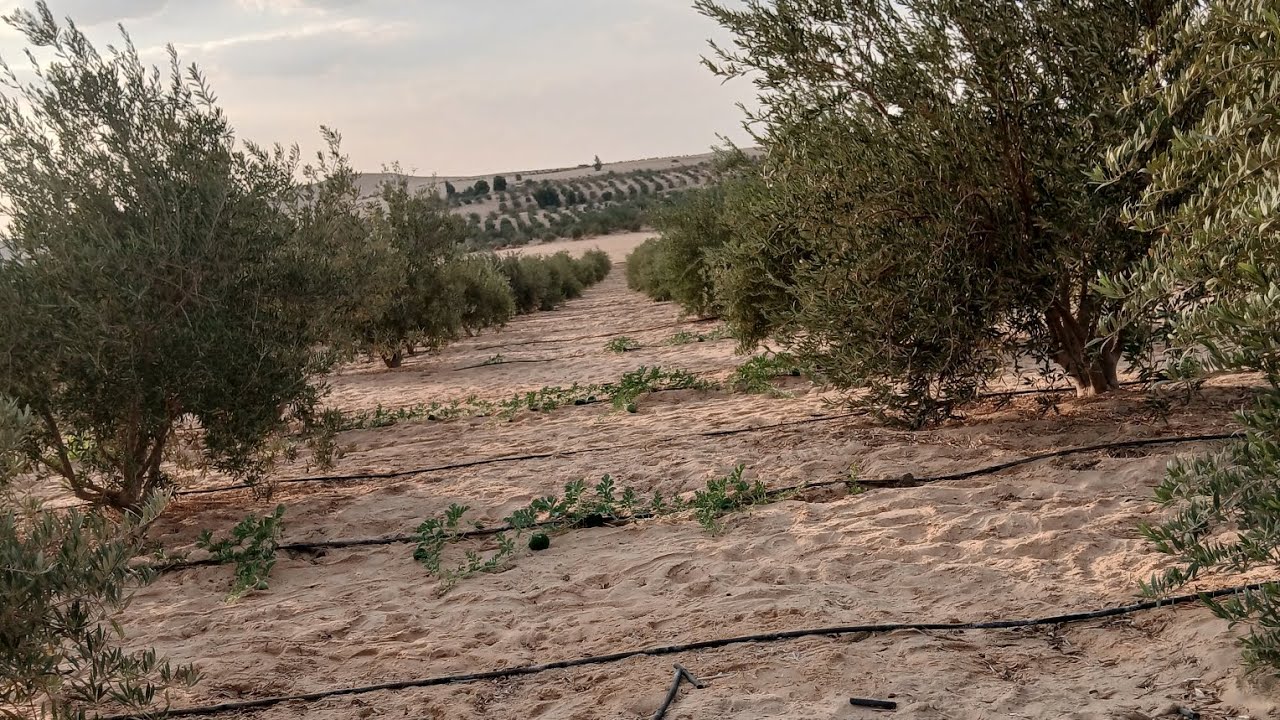 #ارض_زراعيه_للبيع #سيوة للإستفسار م/جابرهلال..01096285845