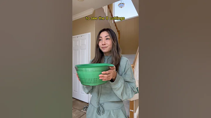 What Happens When I try to be PRODUCTIVE #shorts #plantcare #houseplants #hoya #propagation #leca