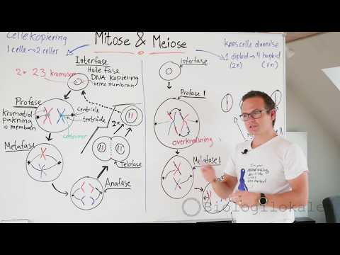 Video: Forskjellen Mellom Ikke-forbindelse I Meiose 1 Og 2