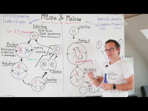 Video: Molekylær Analyse Af Virkningerne Af Steroidhormoner På Musens Meiotiske Profase I-progression