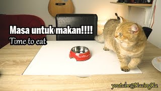 British Shorthair Golden ny11 Reviewing Raw Beef Meat