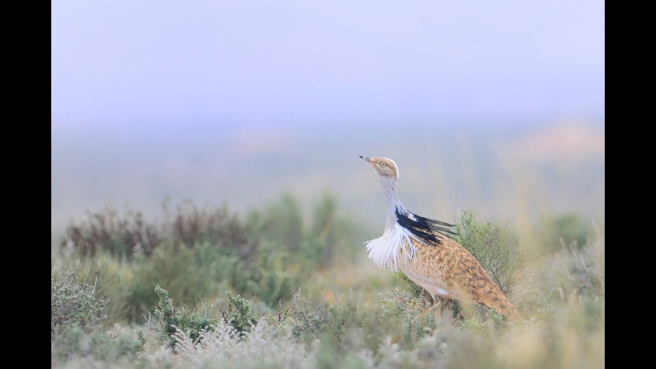 Male bustards bust a move | Science News