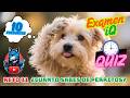 Reto iQ 31 Completo de Perritos #quizjuvixar #quiz #quiztime #conocimientosgenerales