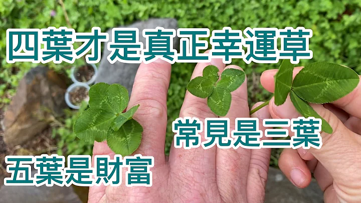 33 幸運草的傳說：你看過真正的幸運草🍀嗎？四葉才是真正幸運喔！four-leaf clover - 天天要聞
