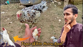 Paper White Heera Aseel Chick Entry ?