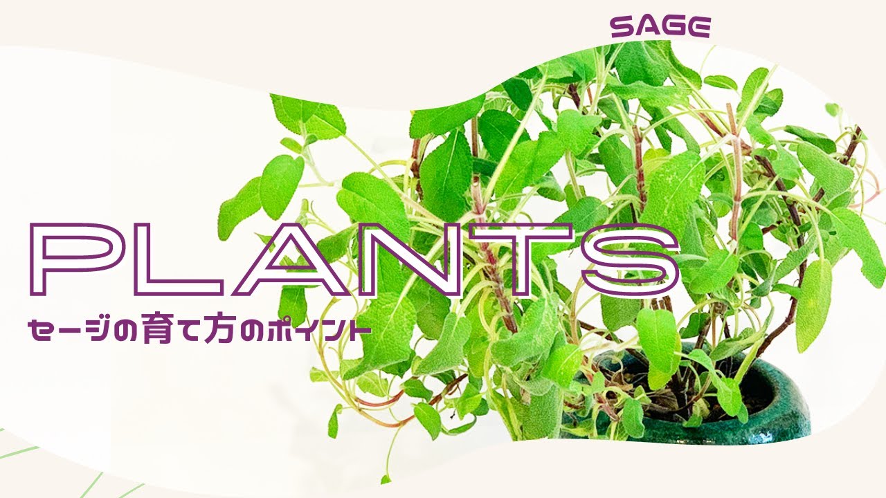 セージ ハーブ の育て方のポイント キッチン 浄化 季節の水やりや植え方 ハーブ コモンセージ How To Raise Sage Herbs Youtube