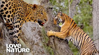 Tiger Climbs Tree in Leopard Showdown | Love Nature