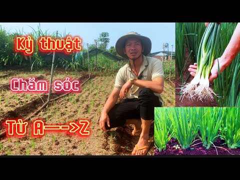 Video: HànhCho Vườn Khu 8 - Khi Nào Trồng Hành Trong Khu 8