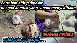 Walaupun sakit, anak kucing ini tetap ceria‼️